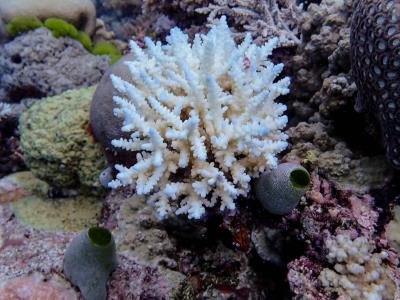 Gran Barrera de Coral sufre mayor afectación desde que hay registros