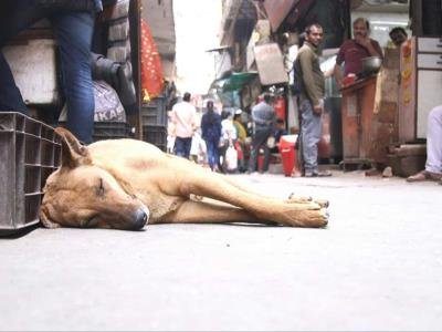 Piden capturar miles de perros callejeros en Nueva Delhi