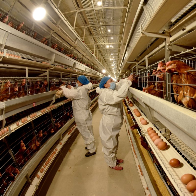 Especial: China Veta La Entrada De Productos Avícolas Españoles Por Los Brotes De Gripe Aviar