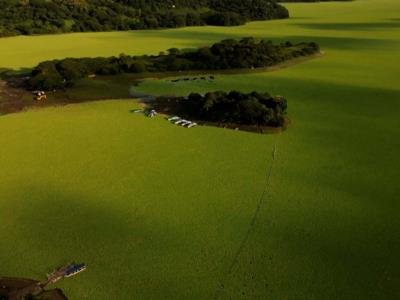 Reportan Que Actualidad: Planta Flotante En Lago Suchitlán Paraliza Pesca Y Turismo