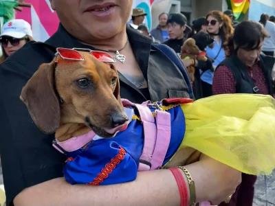 Especial: Festejo Canino En La Paz Por El Día De San Roque Bolivia