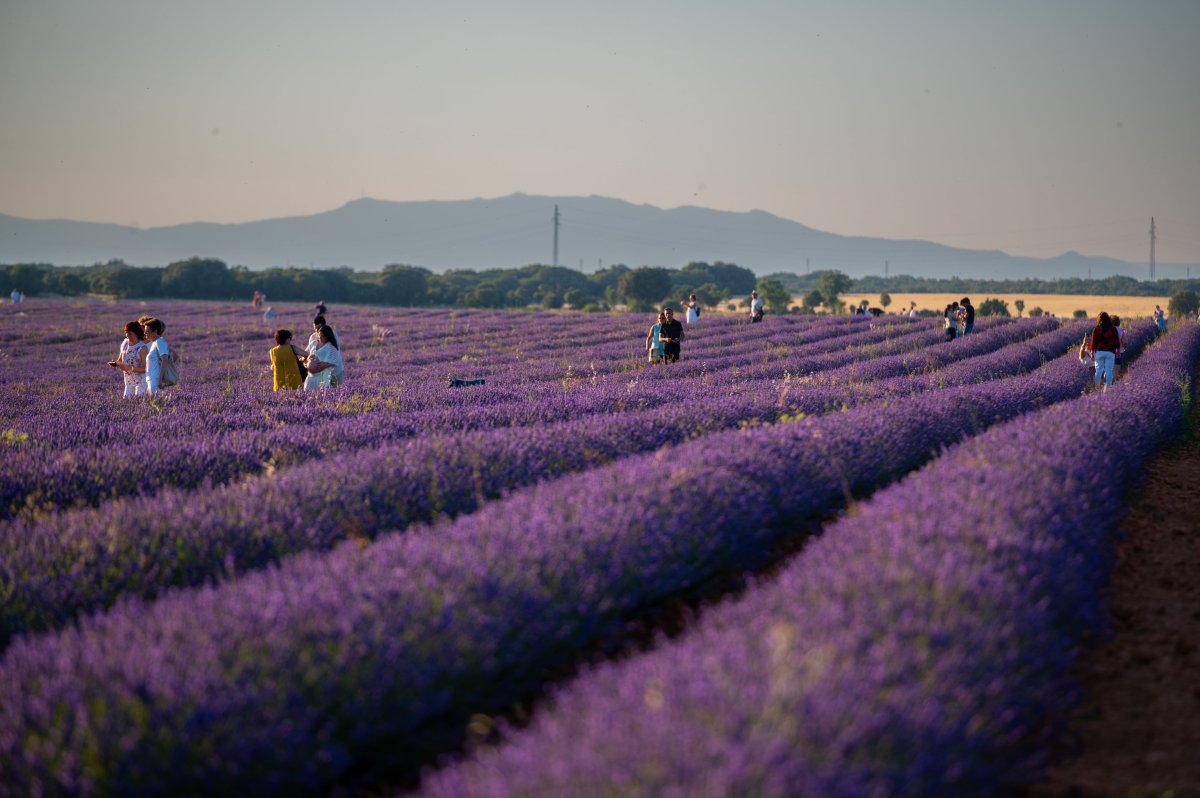 La Lavanda Se Marchita