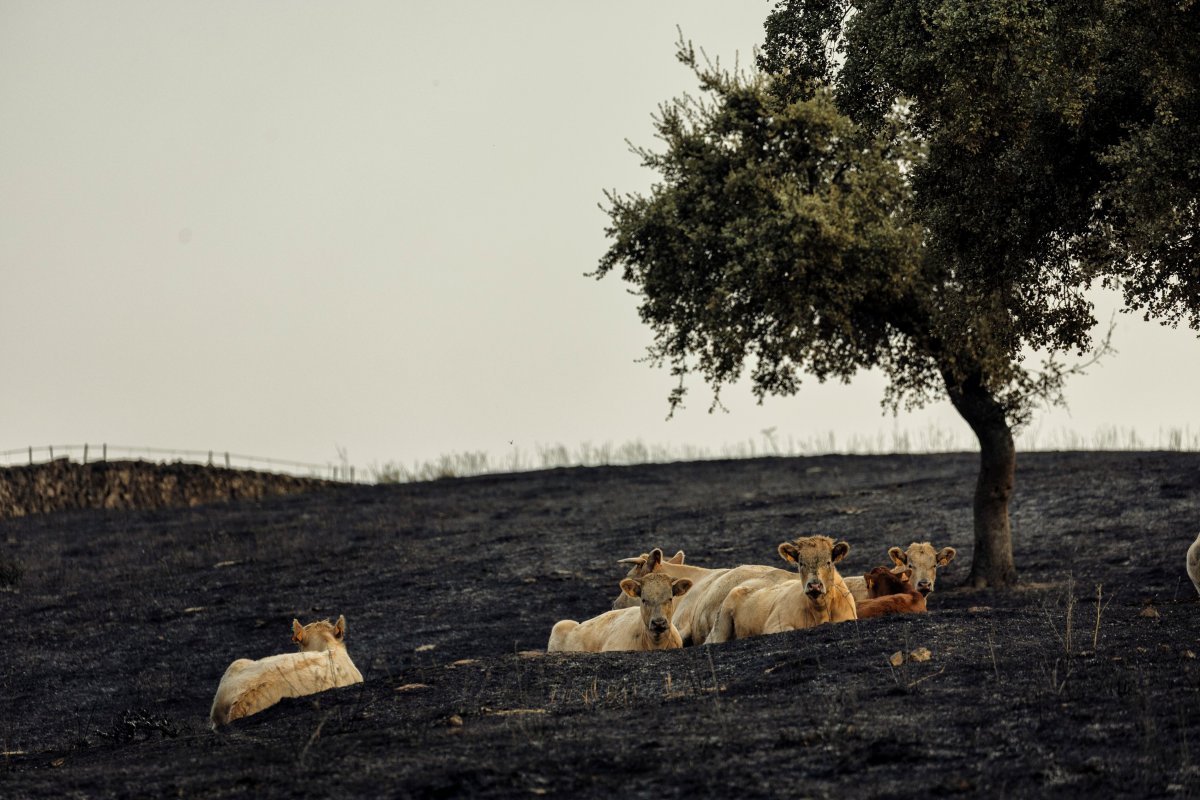 Los incendios provocan pérdidas récord para agricultores y ganaderos: “Nos hemos dejado la piel en el monte”