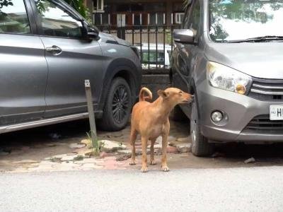 Tribunal Supremo Modifica Orden Sobre Perros Callejeros En India