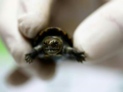 Nace En México Ejemplar De La Tortuga Más Pequeña Del Mundo