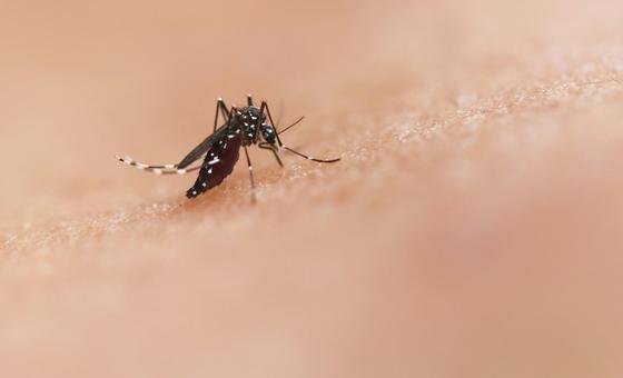 Reportan Que Actualidad: Especial: América Latina Debe Reforzar El Control Vectorial Ante Brotes De Chikunguña Y Expansión Del Oropouche