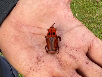 En Directo: Insecto Picudo Rojo Amenaza Palmeras En Uruguay