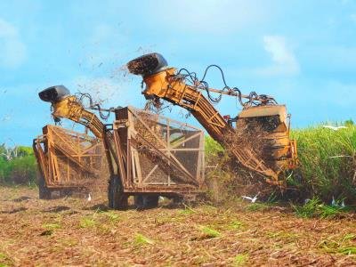 El Central Romana será la primera empresa que visitará Leah Campos