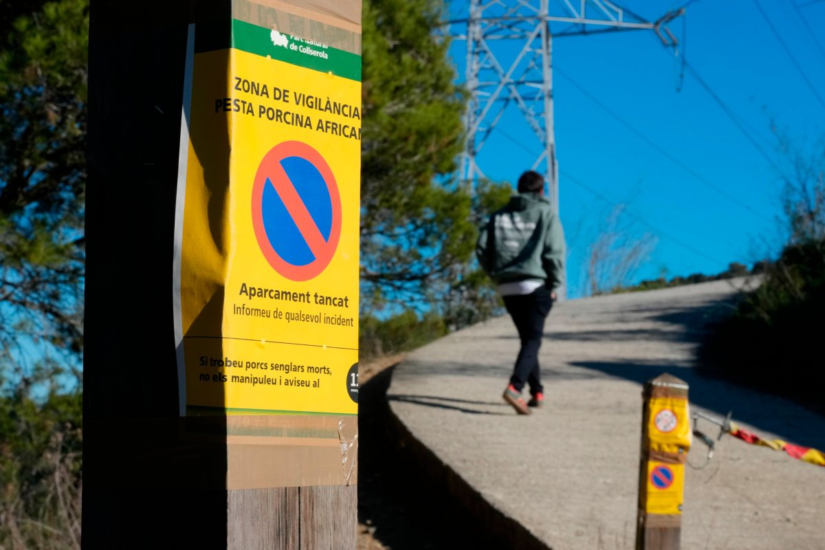 El Sector Contiene La Respiración Ante El Brote De Peste Porcina: “Esperamos Lo Destacado, Pero Nos Preparamos Para Lo Peor”