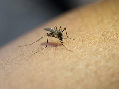 Oms Alerta Sobre Aumento De Casos De Malaria