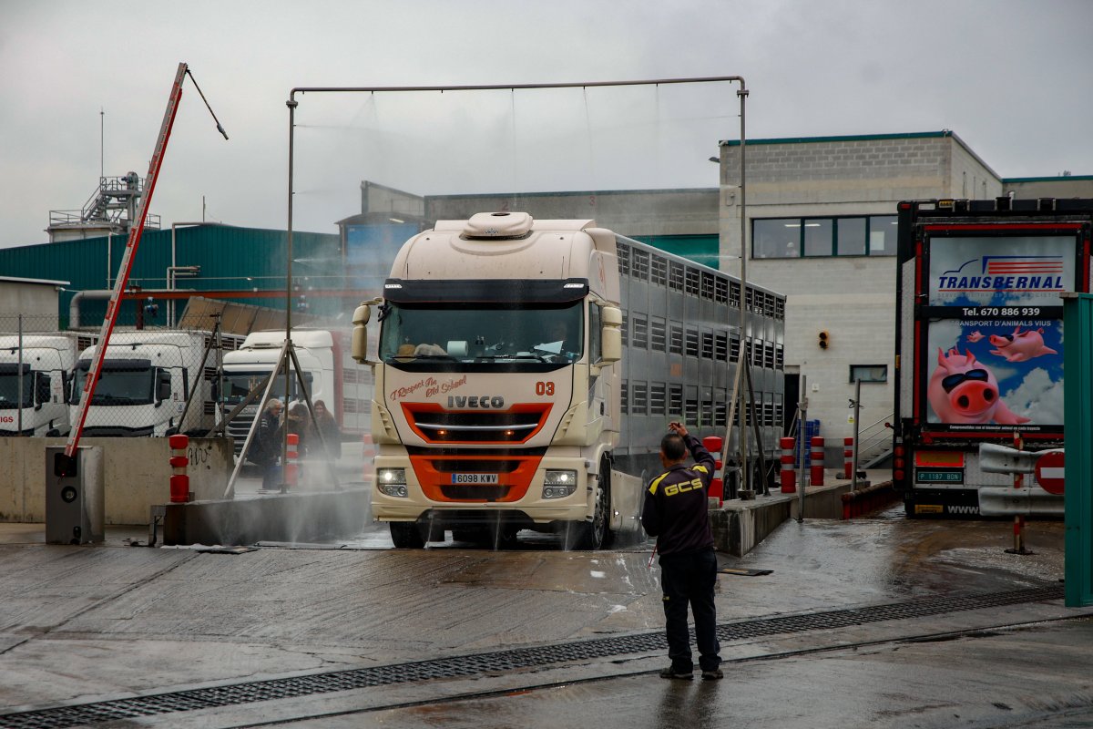 Especial: Crece La Inquietud Entre Los Trabajadores Del Sector Porcino Tras Los Primeros Despidos Por La Peste: “Los Erte Serán Cruciales”