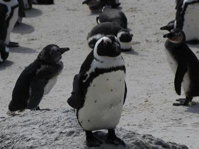 Pingüinos Del El Cabo Son Víctimas De Hambruna Masiva En Sudáfrica