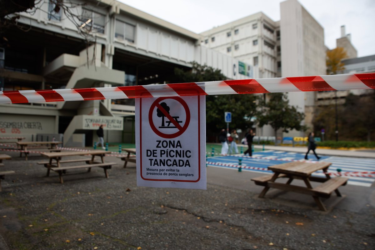 Información Exclusiva: Se Confirma: Convivir Con La Peste Porcina En El Campus Universitario: “Ha Venido De Golpe, Como La Pandemia”