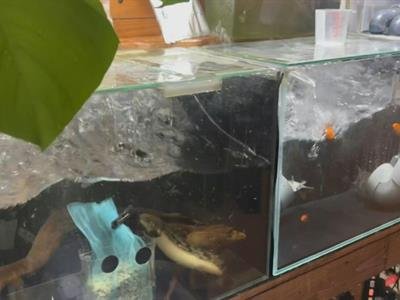 Reportan Que Al Menos 30 Heridos Tras Potente Terremoto En Japón