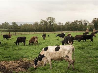 Sector agrícola protesta sacrificio de ganado en Francia