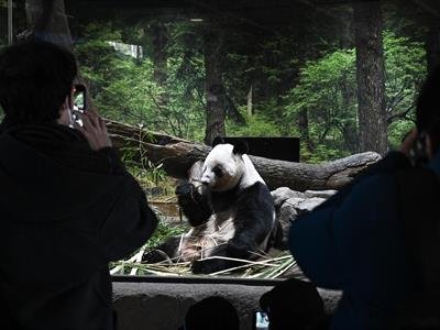 Información Exclusiva: Miles De Habitantes Se Despiden De Los Dos Únicos Pandas De Tokio