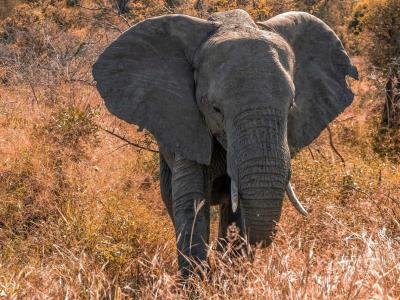 Elefante Mata A Un Turista En Un Parque Nacional De Tailandia