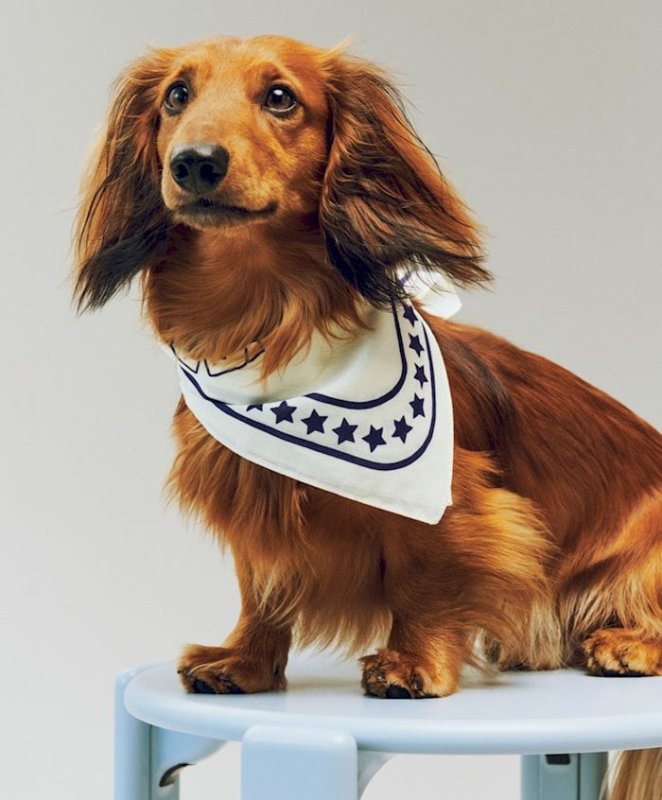 De lujo, de diseño nórdico o con precios razonables: las mejores prendas para mimar a las mascotas